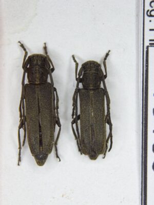 Phytoecia (s.str.) nigricornis (Fabricius, 1781) # 15186