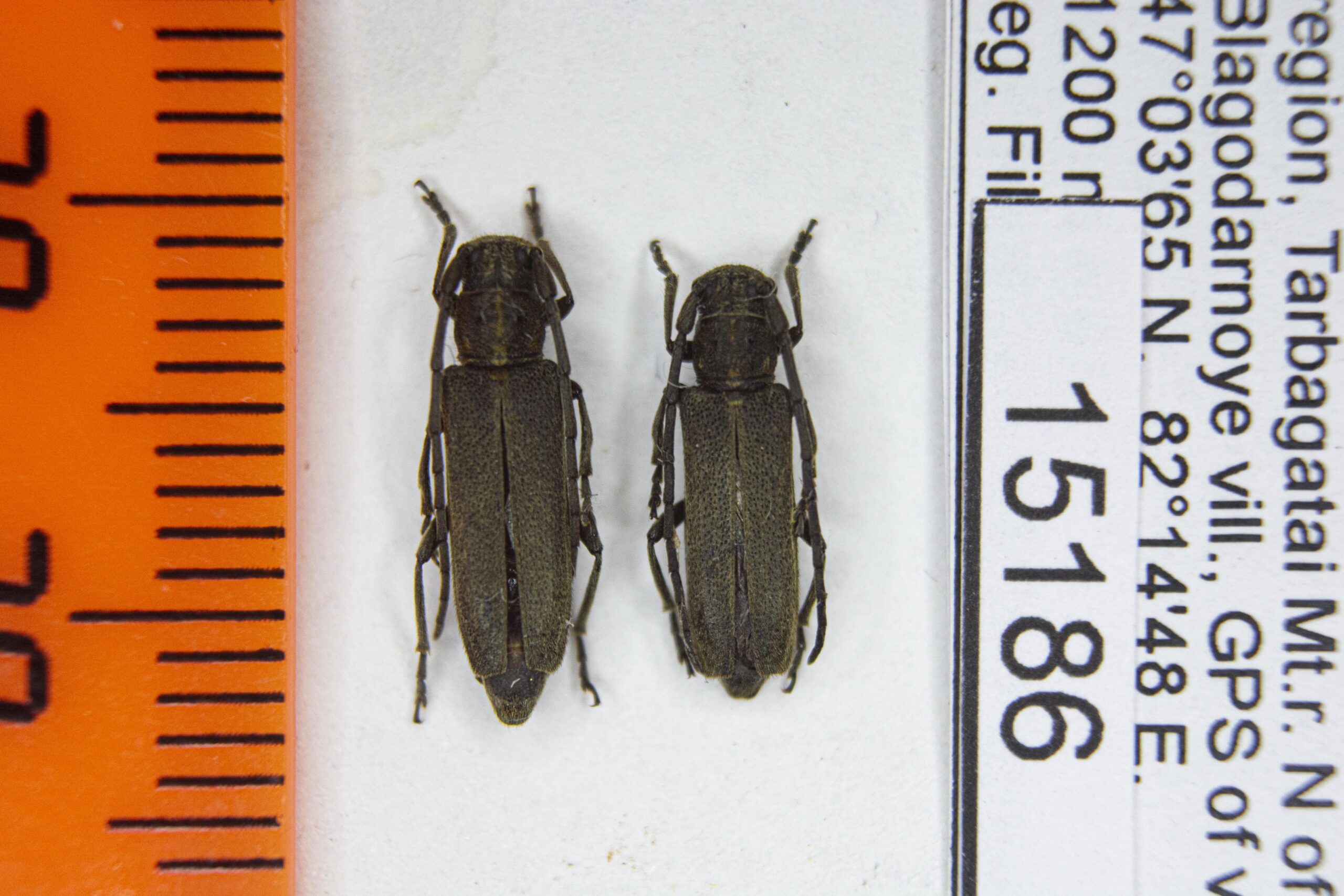 Phytoecia (s.str.) nigricornis (Fabricius, 1781) # 15186