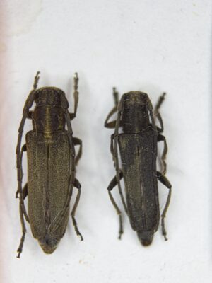 Phytoecia (s.str.) nigricornis (Fabricius, 1781) # 15187