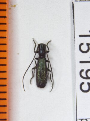Agapanthiola leucaspis (Steven, 1817) # 15195