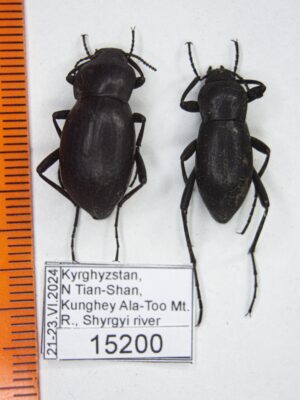 Prosodes sp. # 15200