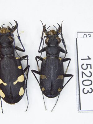 Cicindela (s.str.) granulata granulata (Gebler, 1843) # 15203