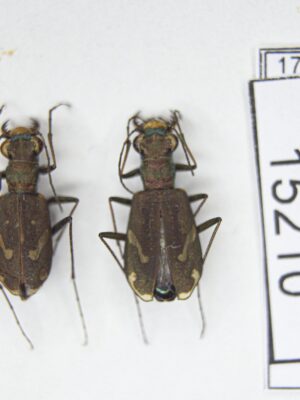 Cylindera (Cylindera) obliquefasciata (M.F.Adams, 1817) # 15210