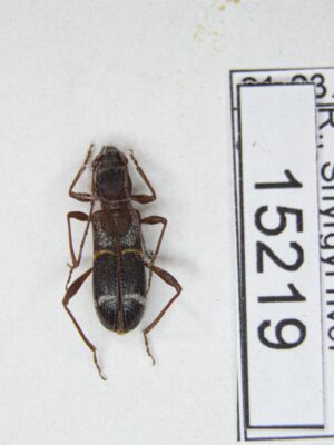 Cleroclytus semirufus collaris (Jakovlev, 1885) # 15219