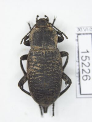 Blaps transversalis (Fisher-Waldheim, 1844) # 15226
