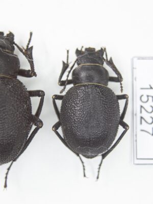 Pimelia (Chaetotoma) cephalotes (Pallas, 1781) # 15227