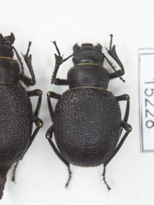 Pimelia (Chaetotoma) cephalotes (Pallas, 1781) # 15228