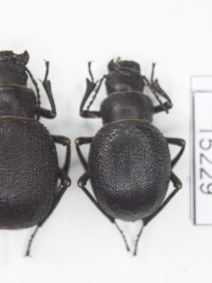 Pimelia (Chaetotoma) cephalotes (Pallas, 1781) # 15229