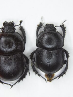 Trypocopris (Lethrotrypes) inermis (Ménétriés, 1832) # 15232