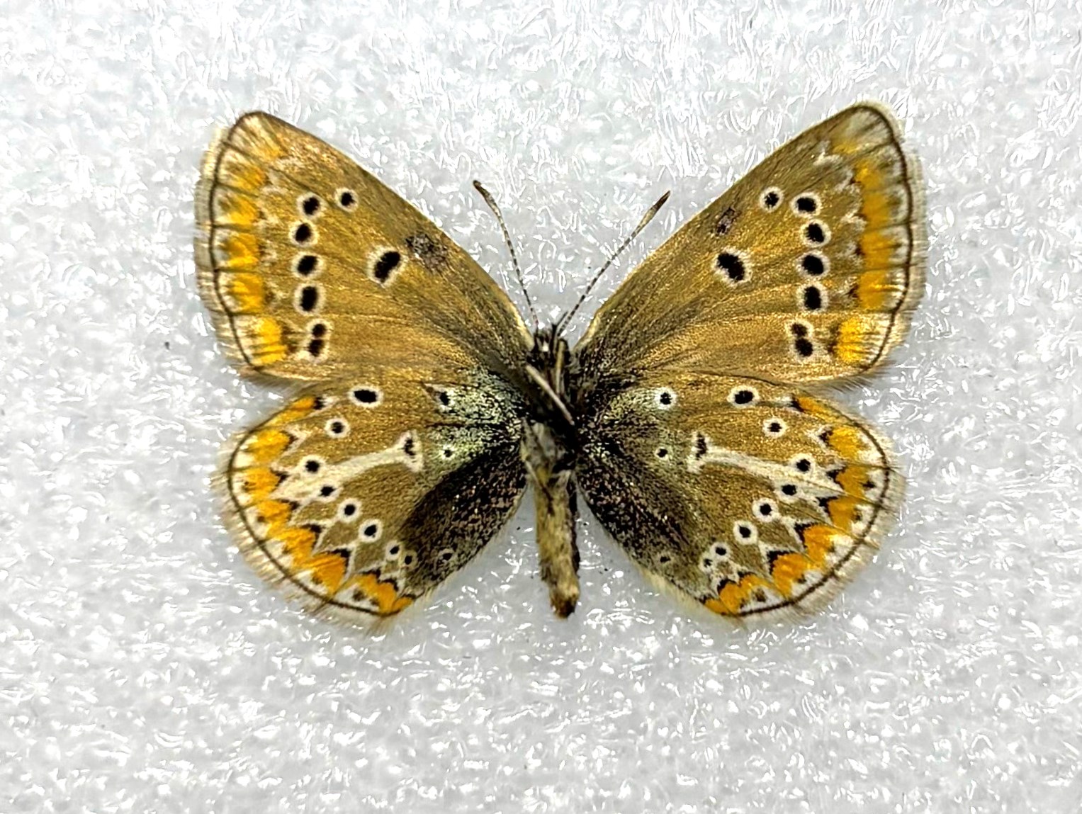 Eumedonia eumedon, Female, A1, Altai — изображение 2