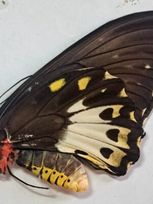 O.priamus Waigeo