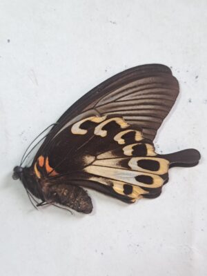 Papilio deiphobus ssp Ambelau female, Indonesia