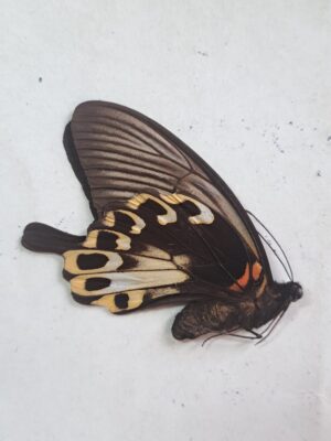 Papilio deiphobus ssp Ambelau female, Indonesia
