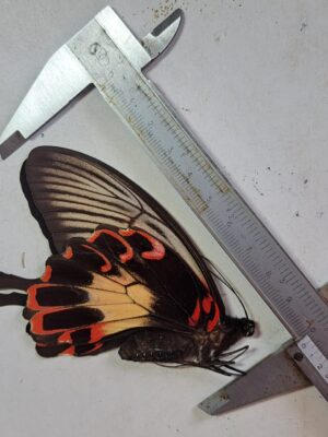 Papilio deiphobus, Female, Indonesia.