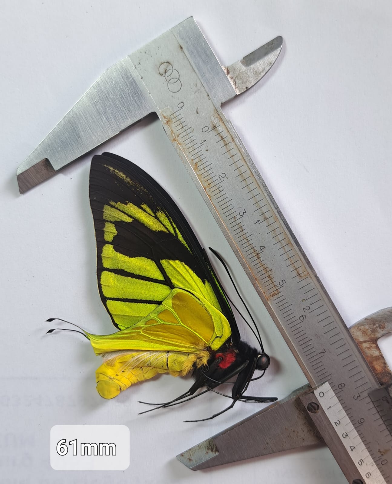 Ornithoptera Meridionalis Yahukimo, Male, Indonesia — изображение 3