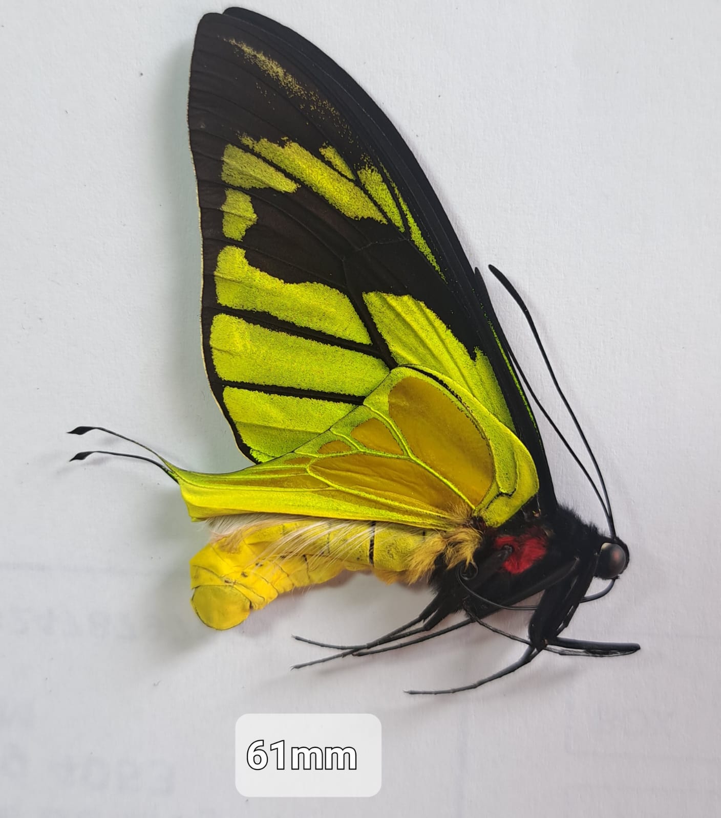 Ornithoptera Meridionalis Yahukimo, Male, Indonesia