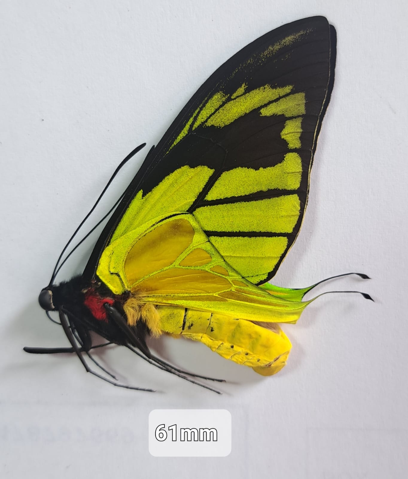 Ornithoptera Meridionalis Yahukimo, Male, Indonesia — изображение 2