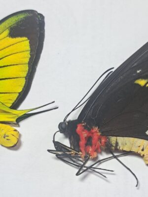 Ornitoptera paradisea, pair, Indonesia