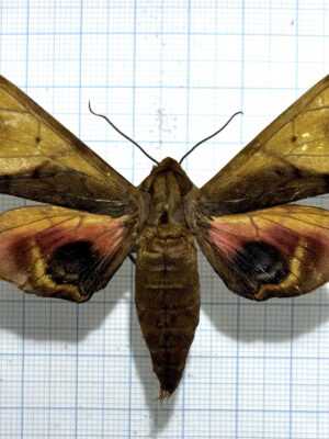 Callambulyx junonia, male, A-, Vietnam