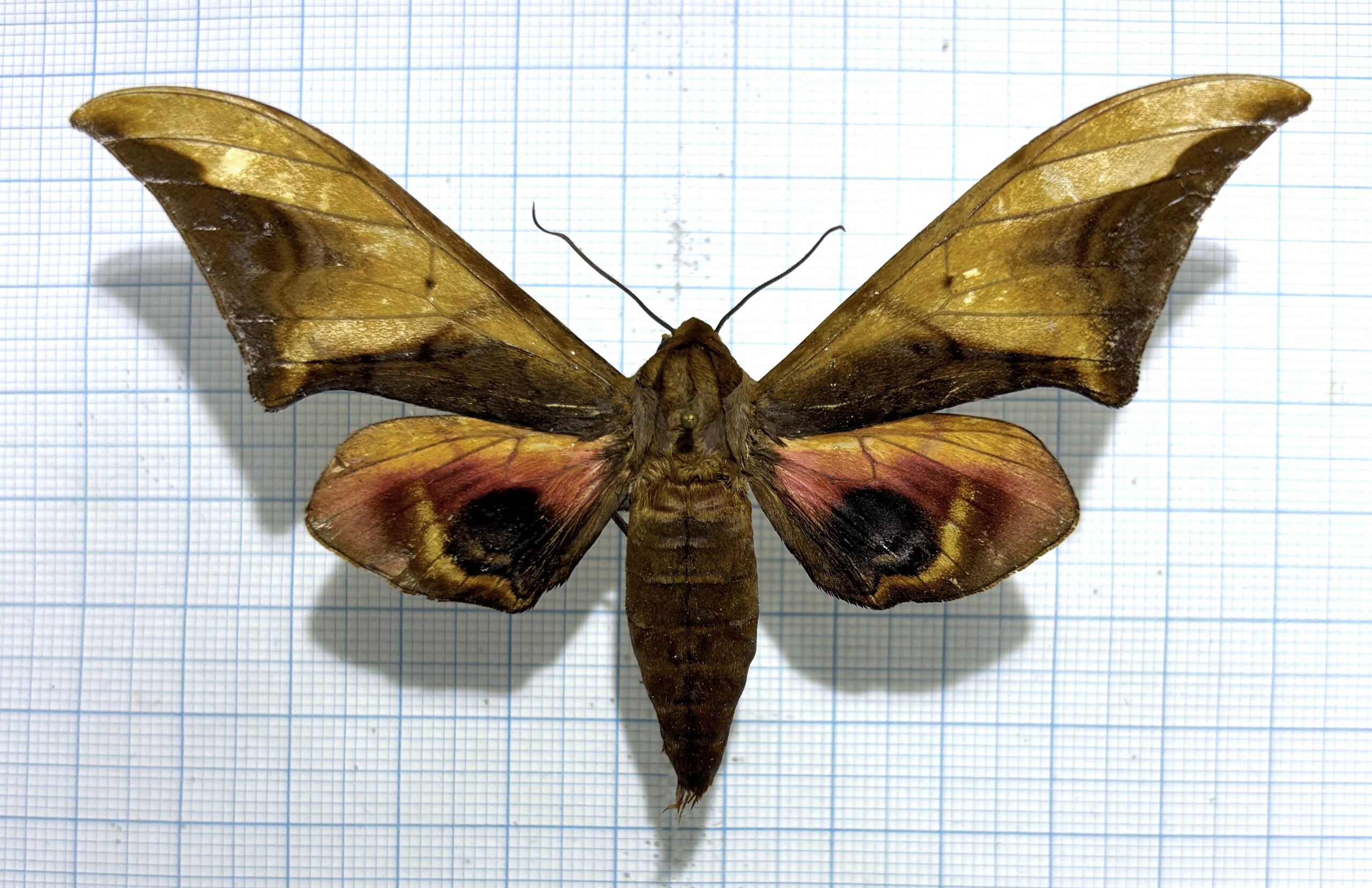 Callambulyx junonia, male, A-, Vietnam