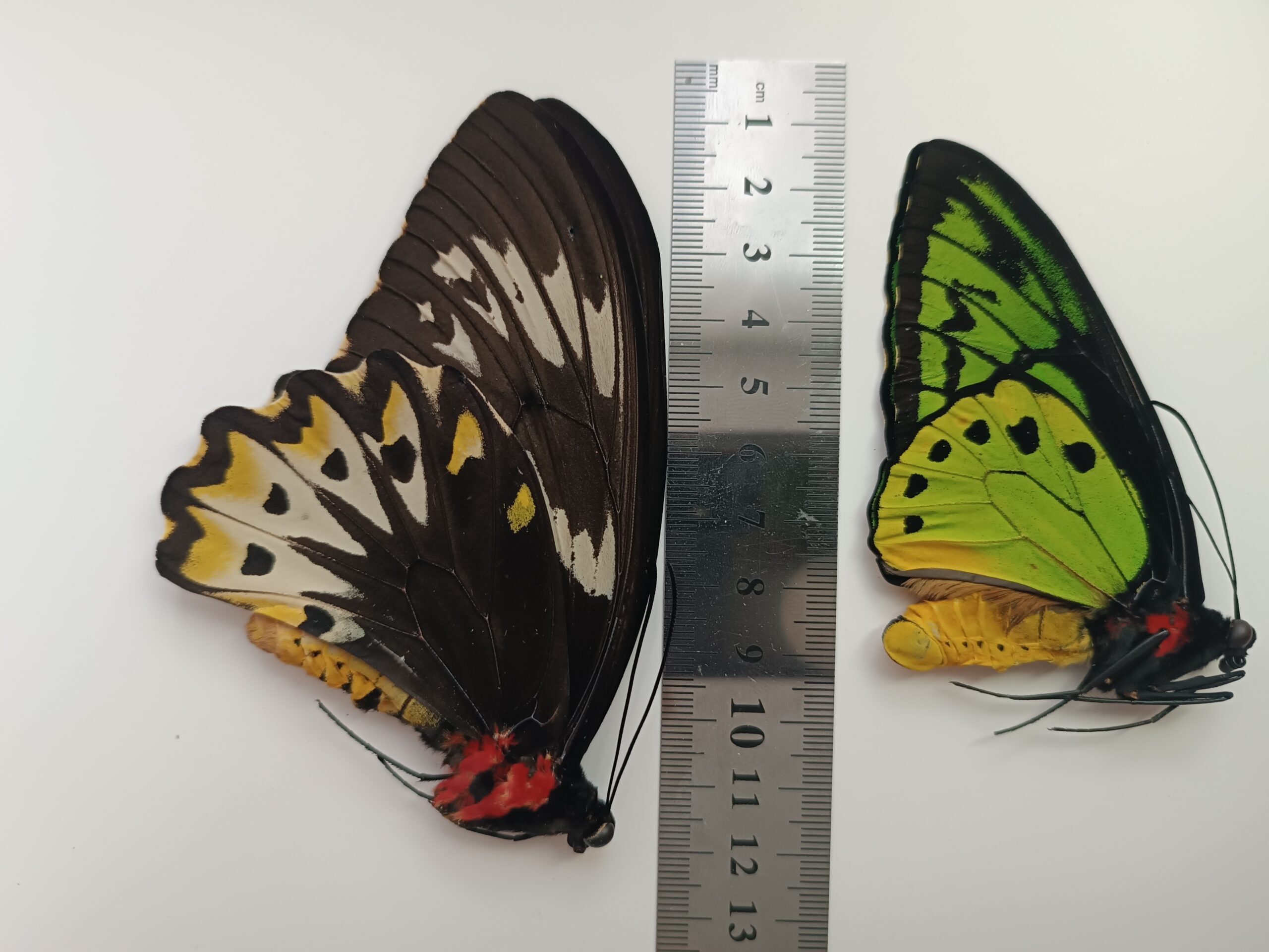 Ornithoptera priamus ssp Salawati, — изображение 2