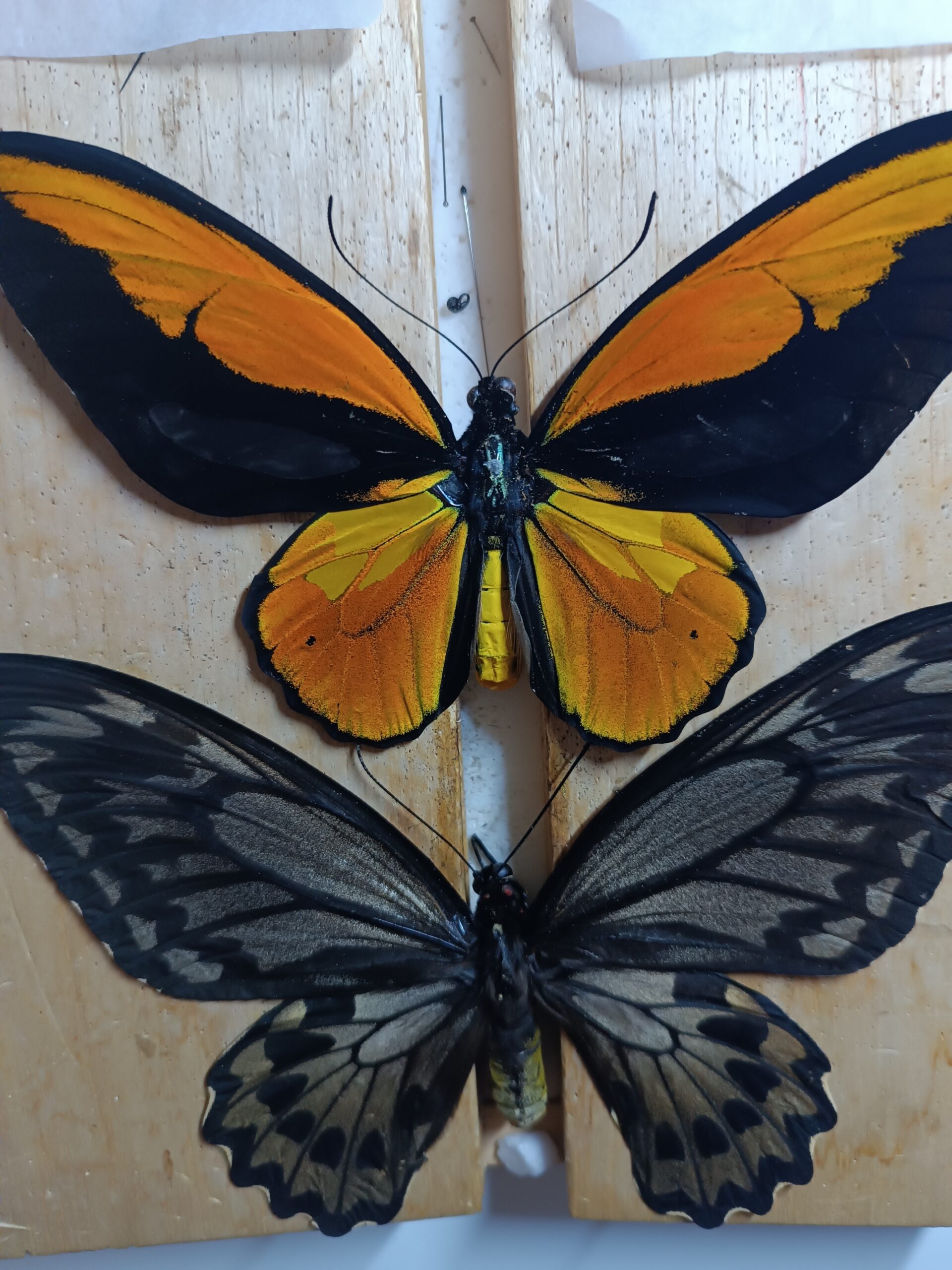 Ornithoptera Croesus — изображение 2