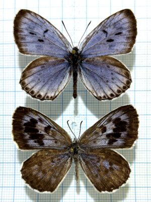 Maculinea (Phengaris) arionides, Pair, Far East