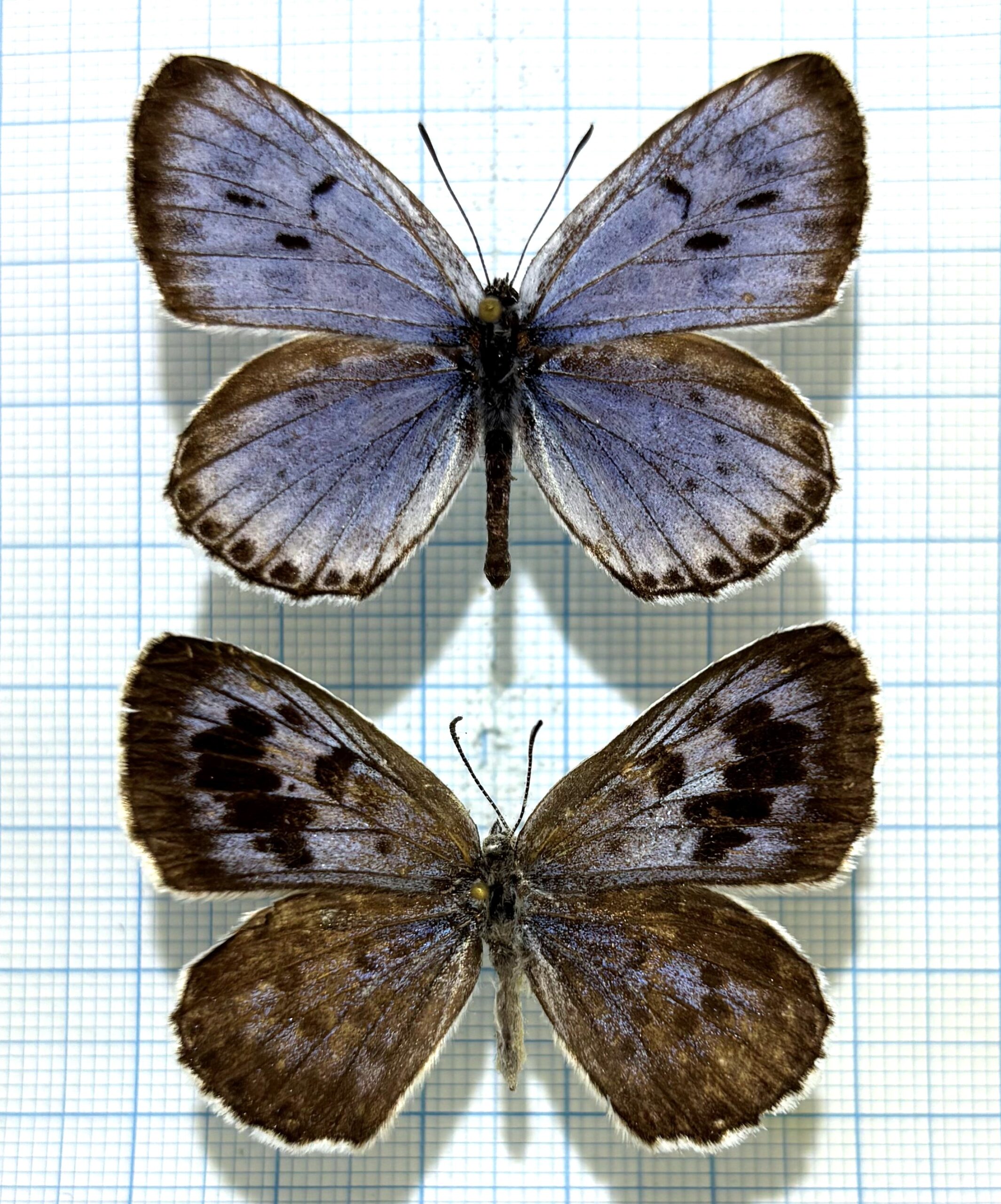 Maculinea (Phengaris) arionides, Pair, Far East