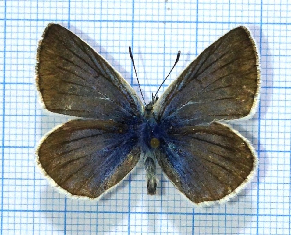 Agrodiaetus (Polyommatus) damon mongolensis, Male, A1-, Altai
