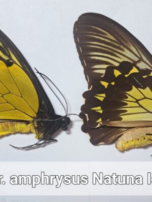 Triodes Amphrysus