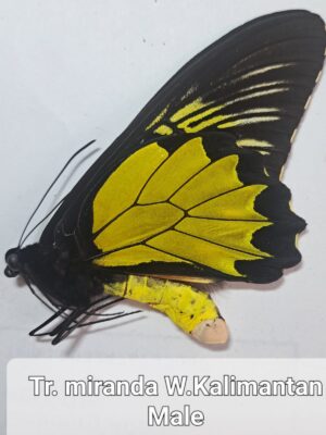 Troides miranda