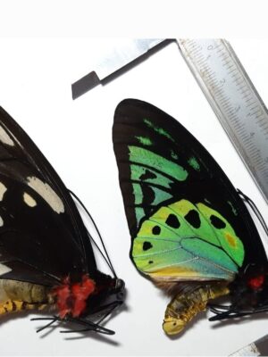 Ornithoptera aesacus, pair