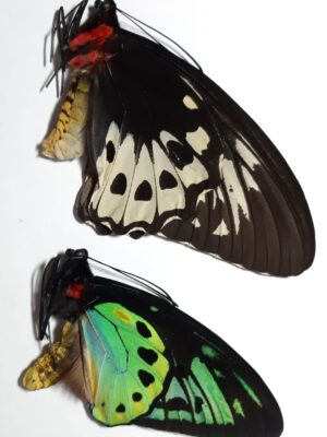 Ornithoptera aesacus, pair
