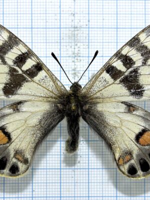 Parnassius charltonius mistericus, A-, male, Tadjikistan, RARE