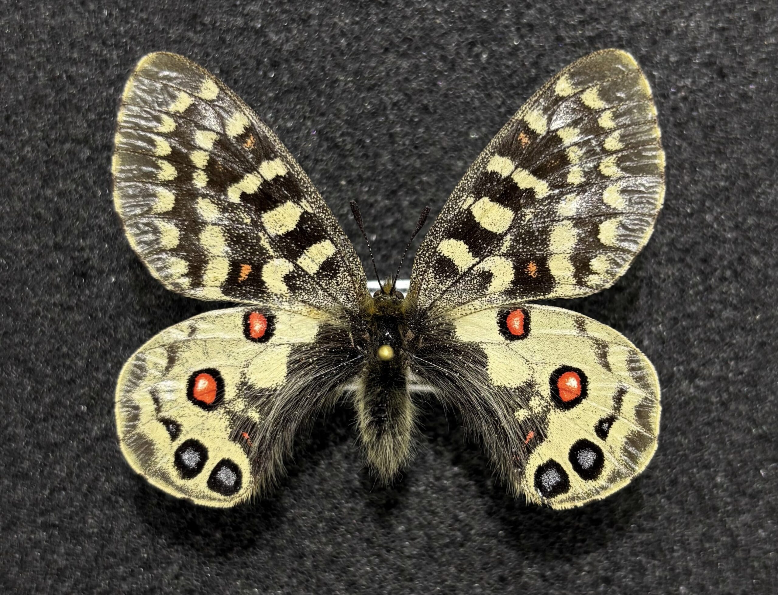 Parnassius orleans johanna, A1-, male, China