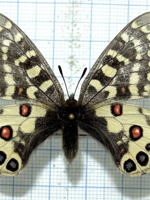 Parnassius orleans johanna, A1-, male, China