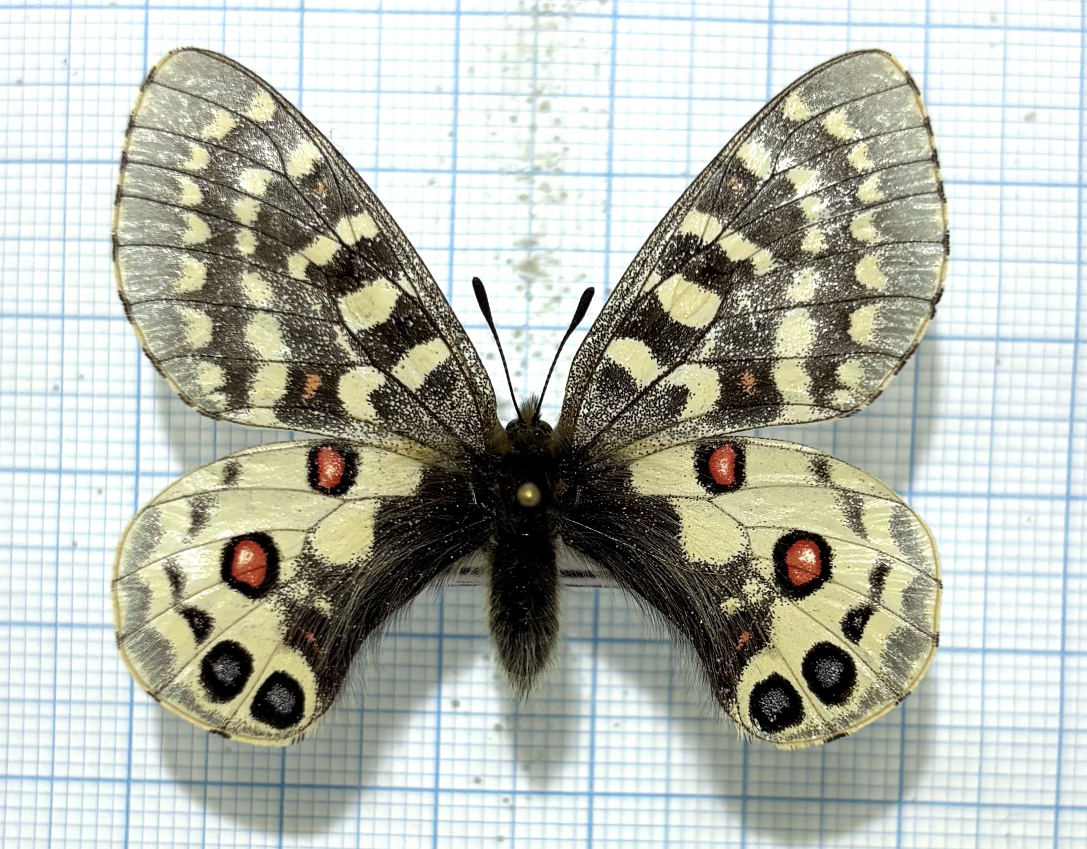 Parnassius orleans johanna, A1-, male, China — изображение 2