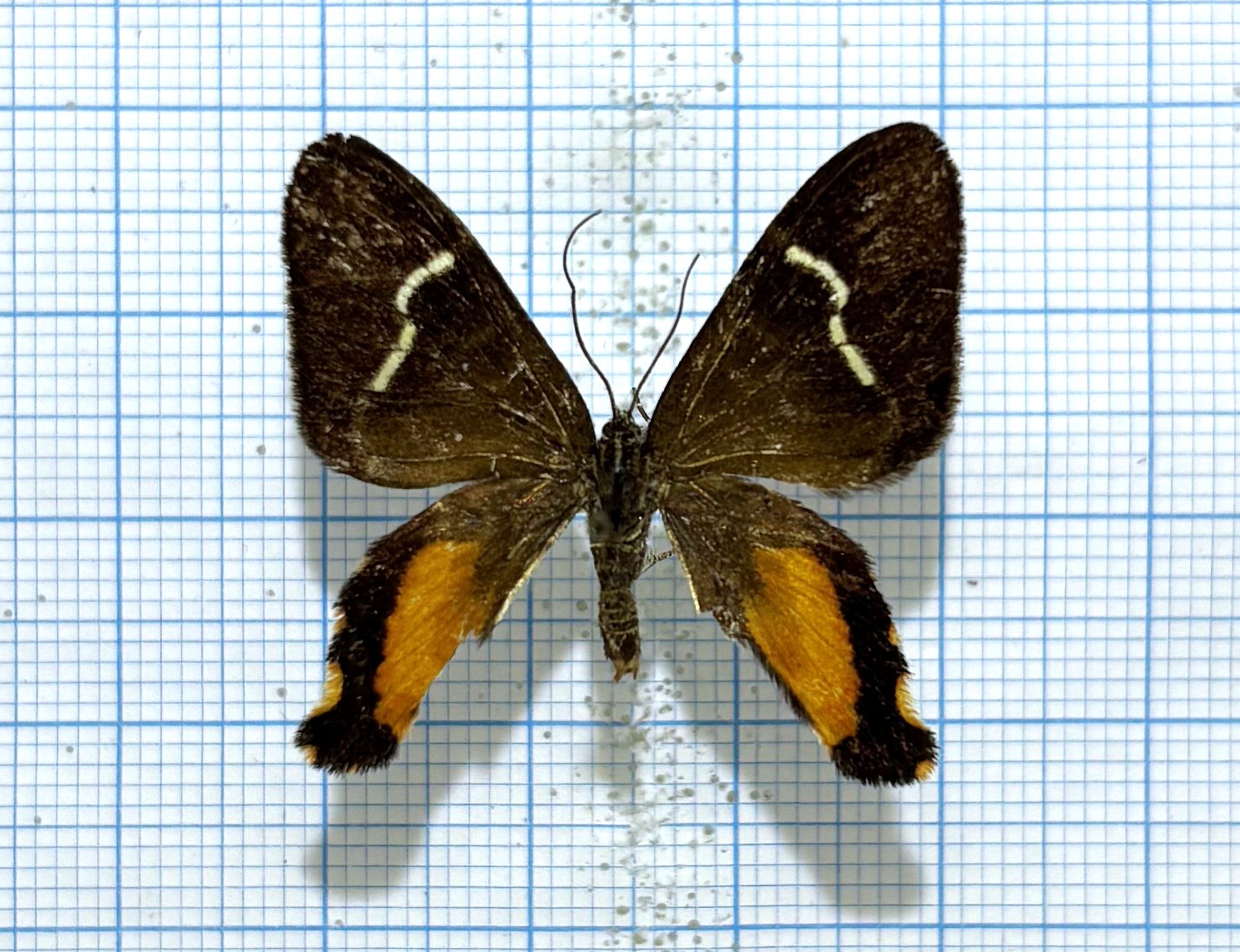 Erateina sp, Peru, A2