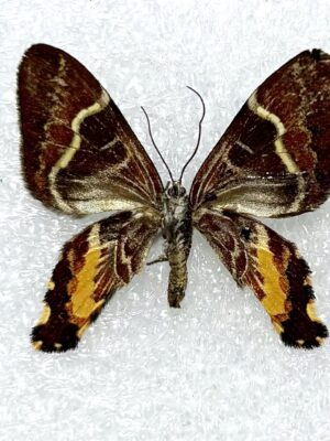 Erateina sp, Peru, A2