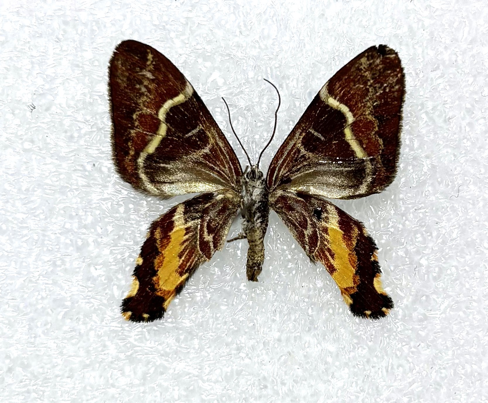 Erateina sp, Peru, A2 — изображение 2
