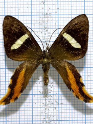 Erateina antipodaria, Peru, good A2