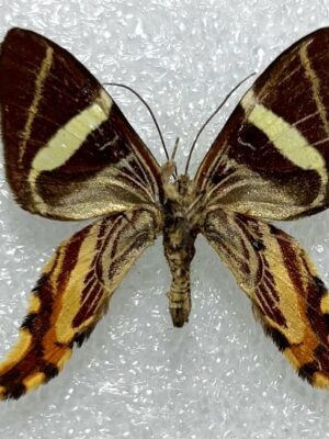 Erateina antipodaria, Peru, good A2