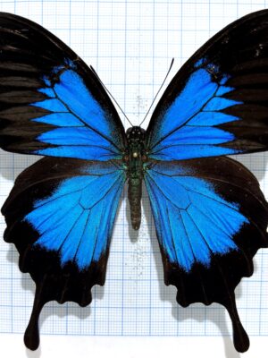 Papilio ulysses, male, A-, Ceram
