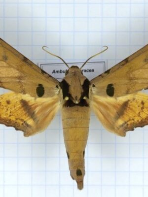 Ambulyx ochracea