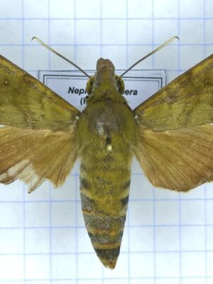 Nephele hespera