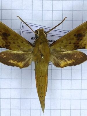 Rhagastis castor