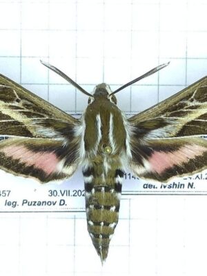 Hyles tatsienluica