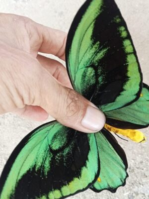 Ornithoptera priamus priamus с острова гигантов Seram Indonesia
