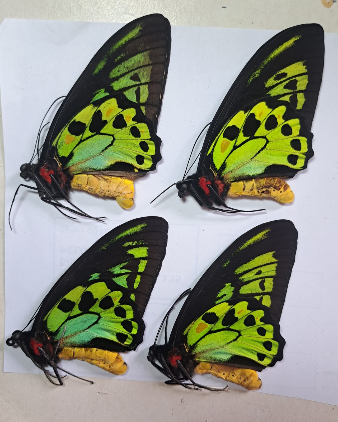 Ornithoptera priamus priamus с острова гигантов Seram Indonesia — изображение 2