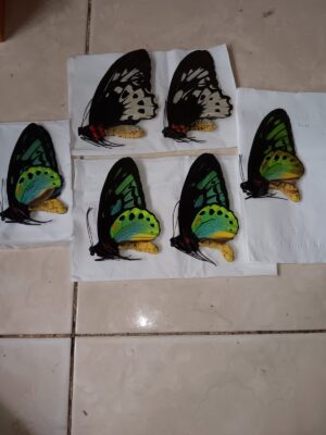 Ornithoptera aesacus, Obi, Indonesia.